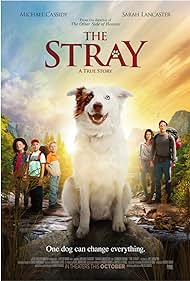 The Stray (2017) watch-The Stray (2017)